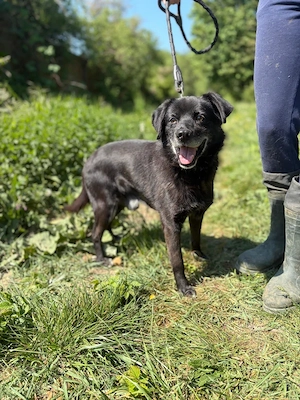 *BOBINO* - bereits Hundeopi, aber fit, lieb, lernbereit, er muss aber erst Vertrauen aufbauen Bild 3