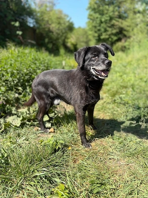*BOBINO* - bereits Hundeopi, aber fit, lieb, lernbereit, er muss aber erst Vertrauen aufbauen Bild 4