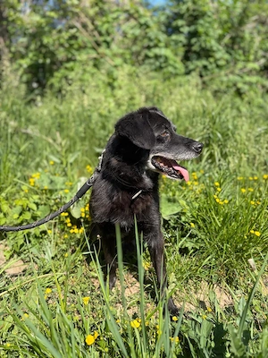 *BOBINO* - bereits Hundeopi, aber fit, lieb, lernbereit, er muss aber erst Vertrauen aufbauen Bild 2