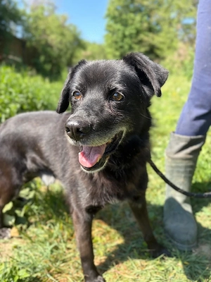 *BOBINO* - bereits Hundeopi, aber fit, lieb, lernbereit, er muss aber aber erst Vertrauen aufbauen