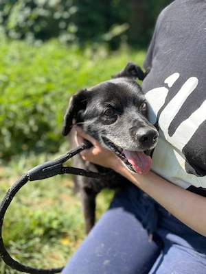 *BOBINO* - bereits Hundeopi, aber fit, lieb, lernbereit, er muss aber erst Vertrauen aufbauen Bild 5