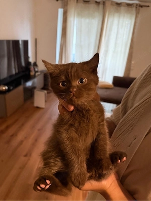 Kitten 4 Monate alt sucht ein neues Zuhause
