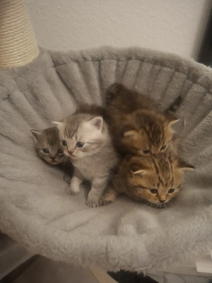 Britisch kurzhaar Kitten 