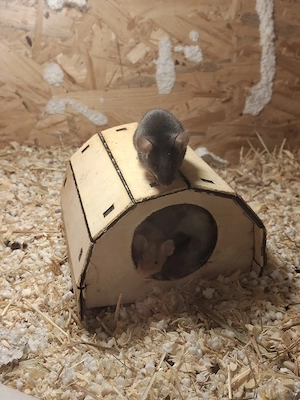Farbmäusemix abzugeben Bild 3
