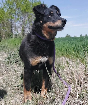Ginny, süße Beauceron Terrier Mischlingshündin braucht endlich ein Zuhause Bild 3