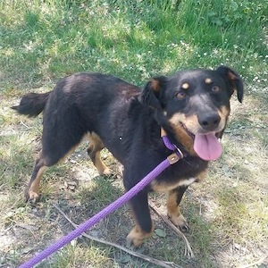 Ginny, süße Beauceron Terrier Mischlingshündin braucht endlich ein Zuhause Bild 7