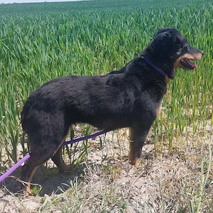 Ginny, süße Beauceron Terrier Mischlingshündin braucht endlich ein Zuhause Bild 6