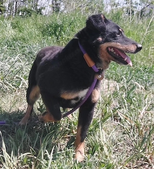 Ginny, süße Beauceron Terrier Mischlingshündin braucht endlich ein Zuhause Bild 2