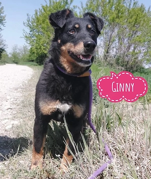 Ginny, süße Beauceron Terrier Mischlingshündin braucht endlich ein Zuhause