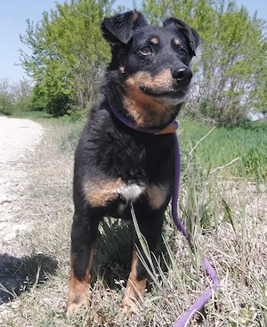 Ginny, süße Beauceron Terrier Mischlingshündin braucht endlich ein Zuhause Bild 4