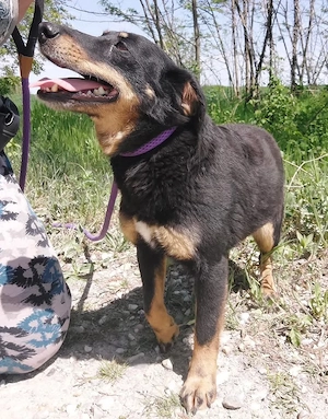 Ginny, süße Beauceron Terrier Mischlingshündin braucht endlich ein Zuhause Bild 5