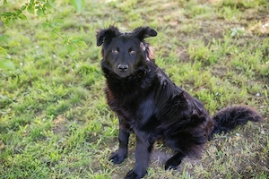 *JOSHA* - der Junghund liebt Rennen und Toben Bild 4