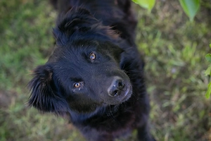 *JOSHA* - der Junghund liebt Rennen und Toben Bild 9