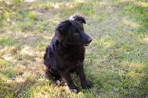 *JOSHA* - der Junghund liebt Rennen und Toben Bild 2
