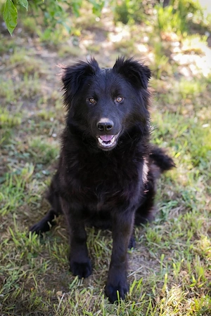 *JOSHA* - der Junghund liebt Rennen und Toben Bild 3