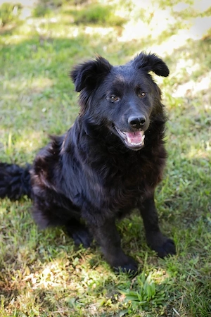 *JOSHA* - der Junghund liebt Rennen und Toben Bild 8
