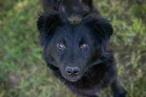 *JOSHA* - der Junghund liebt Rennen und Toben Bild 5