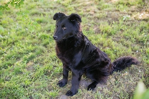 *JOSHA* - der Junghund liebt Rennen und Toben Bild 6