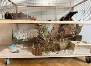 wüstenrennmaus Mädchen