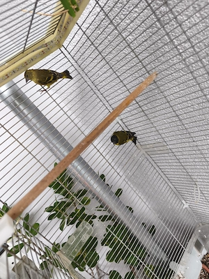 Magellanzeisig Pärchen 1.1. 2025
