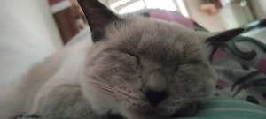  Deckkater Siam BKH mix  (kein Verkauf) Bild 4