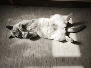  Deckkater Siam BKH mix  (kein Verkauf) Bild 5