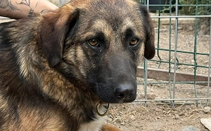 Kuschelbär Kodi auf dem Weg in neues Leben