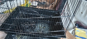 Biete an einen Vogelkäfig groß  Bild 7