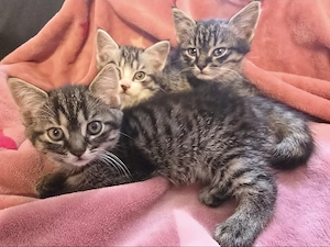 Maine Coon Mix Kitten