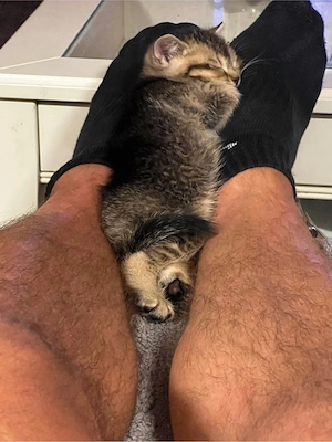 BKH Britisch Kurzhaar Kitten Babys 