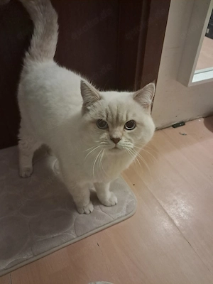 BKH Kater 