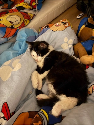 süßer kater sucht dringend neues zuhause mit seinem zubehör