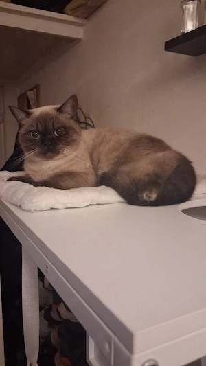 BKH Katze 