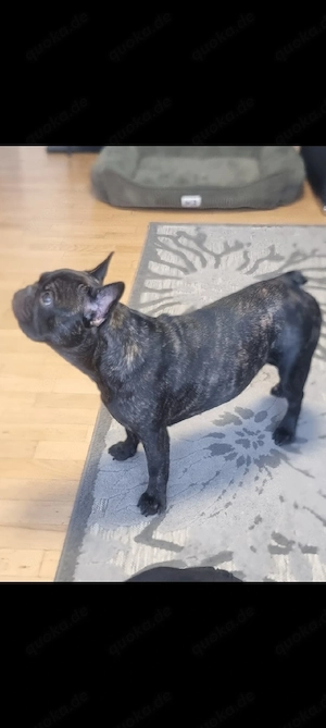 Französische Bulldogge 