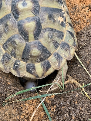 Griechische Landschildkröte NZ 2011, 2013, 2015 weiblich
