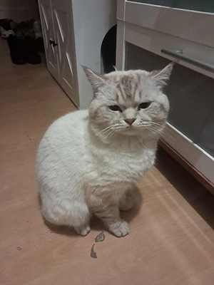 BKH Kater 