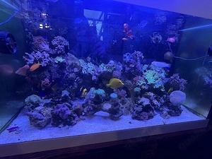 Meerwasseraquarium ca 400l