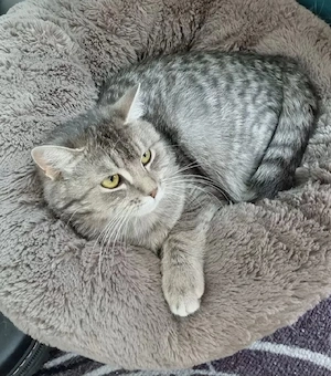  Bkh Mix Maine-Coon-Mix Kitten Wurfankündigung 