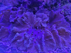 Sinularia brassica - Ohrenlederkoralle Meerwasser Aquarium Koralle Weichkoralle