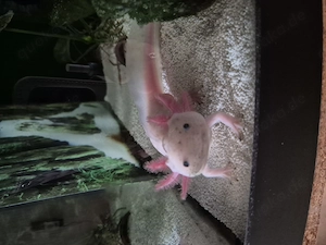 Axolotl mit Aquarium Bild 2