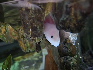 Axolotl mit Aquarium Bild 8