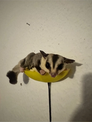 Sugar Glider mit großem Käfig & Zubehör sucht neues Zuhause   