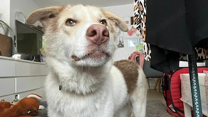 Charlie - Familienanschluss gesucht
