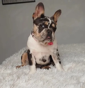 4 Monate alte weibliche französische Bulldogge