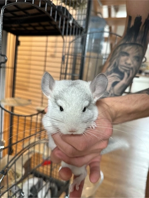 Chninchilla mänlich 2Mo alt