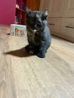 baby katzen 