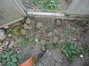 Griechische Landschildkröten THH, Nachzuchten 2024, 2025