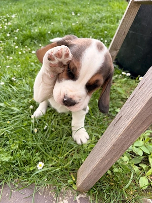Beagle Welpe Rüde