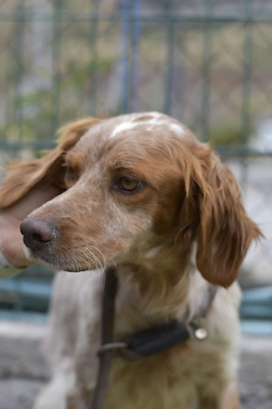 Gael - sensibler Setter sucht seine Familie 
