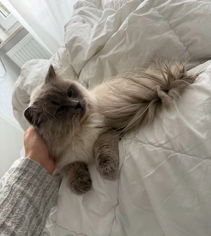 kater 1 jahr RESERVIERt